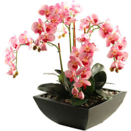 Pink orchids arranged in a black square planter with pebbles