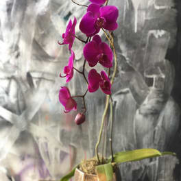 Vital orchid