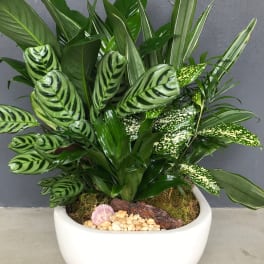 Lush Dish Garden 