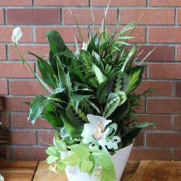 White orchid and green foliage arrangement in a white pot