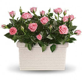 Sympathy And Funeral Plants Delivery Stockton Flowers 4 You