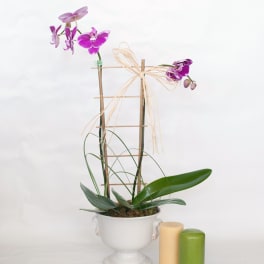 Phalaenopsis Orchids Delivery Fort Lauderdale | Brigitte's ...