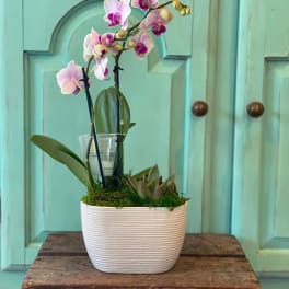 Mini Orchid Garden