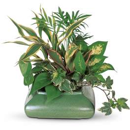 Small Garden Dish by Teleflora