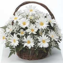 Basket of Daisies