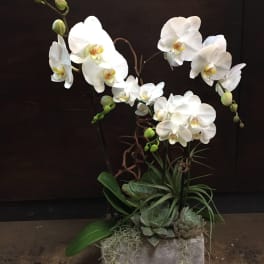 Orchids Delivery Mill Valley Green Door Design