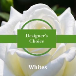 Designers Choice White