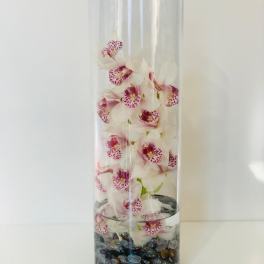 Oakton's Modern Orchid