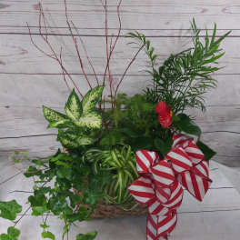 Mixed green plant arrangement with red ribbon bows in a woven basket