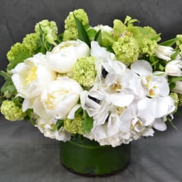 White Innocent