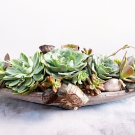 Succulent arrangement in a shallow wooden boat planter