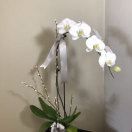 White orchid arrangement in a glass container with a silver ribbon