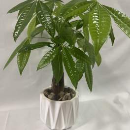 Money Tree by Unique K Floral Studio
