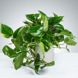 Modern Potted Pothos
