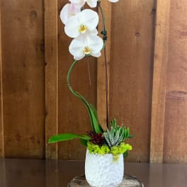 White orchid stems in a textured white pot with succulents