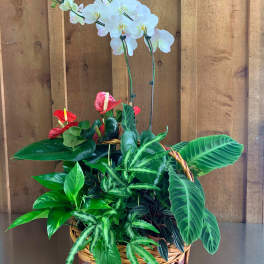 Basket planter with white orchids and assorted green houseplants