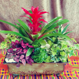 Tropical plant arrangement in a rectangular wooden planter with red bromeliad and succulents