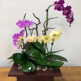 Orchid arrangement in a rectangular wooden planter with purple and yellow blooms