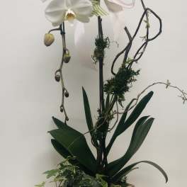 White orchid arrangement in a wooden box planter