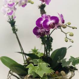 Purple orchid arrangement in a glass bowl with ivy and moss