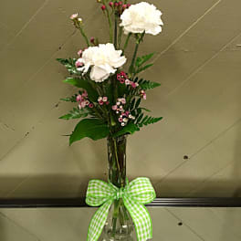 Carnation Cutie