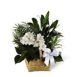 The FTD Peace & Serenity Dishgarden