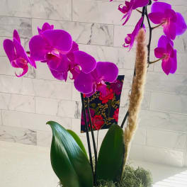 Purple orchid plant in a white pot with a ribbon bow