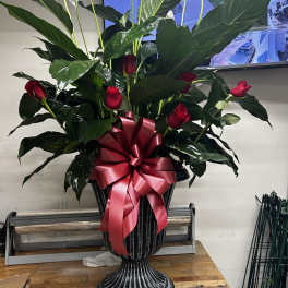 Tall arrangement of red roses and white peace lilies in a black urn with a pink bow