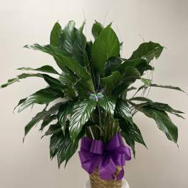 Potted green peace lily plant in a woven basket with a purple bow