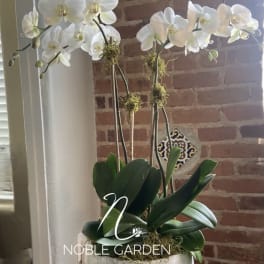 White orchid plant in a pot with broad green leaves