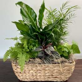 Lush Greens Plant Basket