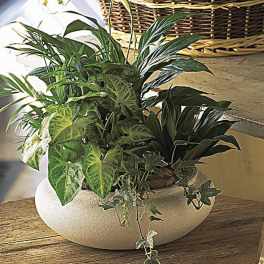 Dish Garden - Designers Choice