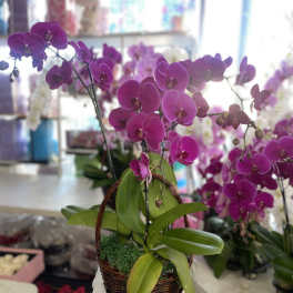 Pink orchid arrangement in a wicker basket