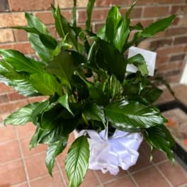 A potted green plant with glossy leaves and a white ribbon bow