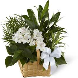 White flowers and green plants arranged in a woven basket with a white ribbon
