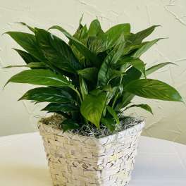 Green potted plant in a woven basket planter