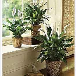 Beloved Peace Lily