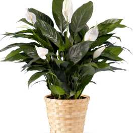 White peace lilies in a woven basket planter