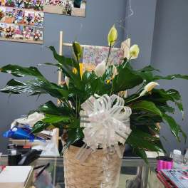 Planta
