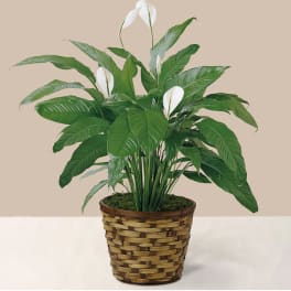 Potted peace lily with white blooms in a woven basket