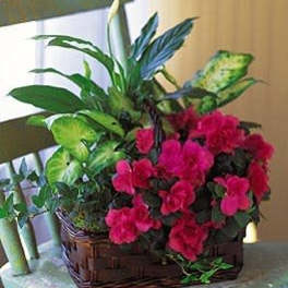 Pink flowers arranged in a wicker basket with assorted green foliage