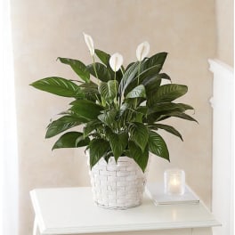 Peace Lily Plant | Spathiphyllum