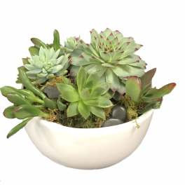 Succulent Garden