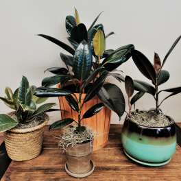 Three potted rubber plants arranged on a wooden table