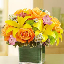 SPRING IN A CUBE