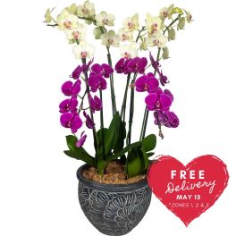 Plants Delivery Honolulu | Watanabe Floral, Inc.