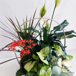 Basket arrangement with red flowers, white calla lilies, and assorted foliage