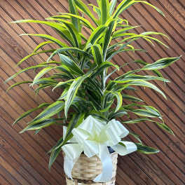 Potted dracaena plant in a woven basket with a white ribbon