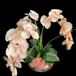Pale peach orchid arrangement in a glass bowl with a pink ribbon