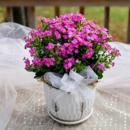 Pink flowering plant in a white pot with a sheer bow